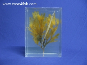 Foto Galerie/Syngnathiformes/Entelurus aequoreus/Entelurus aequoreus_05_S.jpg